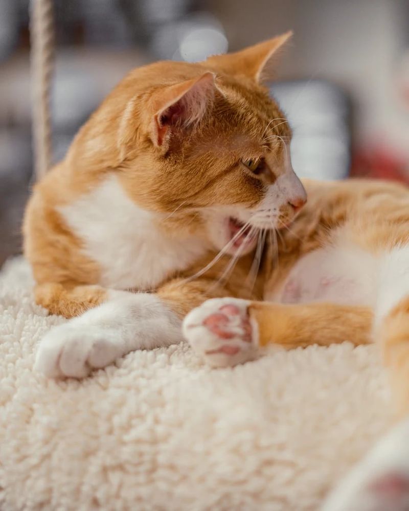 Yoga, Painting, and Purring: Events That Make Every Visit Unique