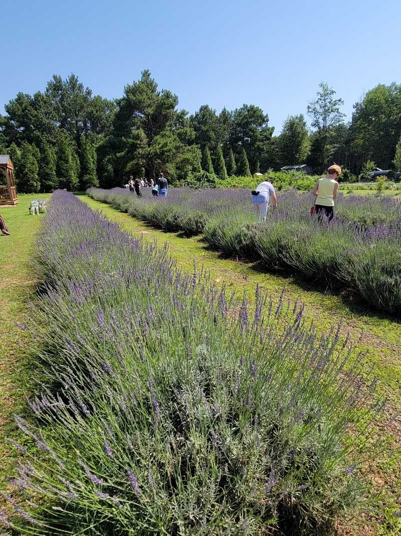 Yoga in a Lavender Field, Yes This Is a Real Thing You Can Do Here Yoga in a Lavender Field, Yes This Is a Real Thing You Can Do Here