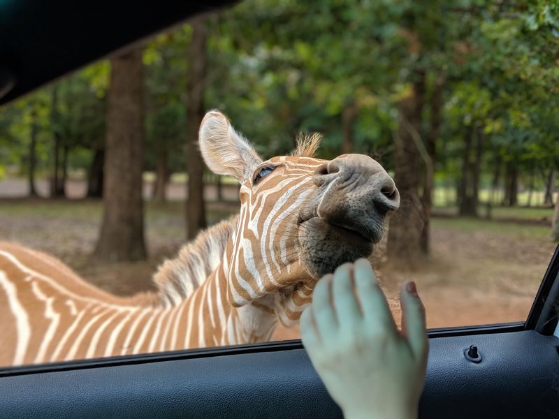 Zebras That Treat Your Window Like a Drive-Thru Window