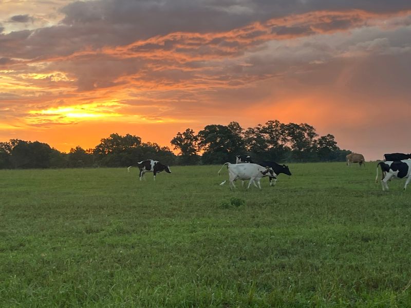 550 Acres, Sprinklers in Summer, and Cows That Actually Look Comfortable 550 Acres, Sprinklers in Summer, and Cows That Actually Look Comfortable