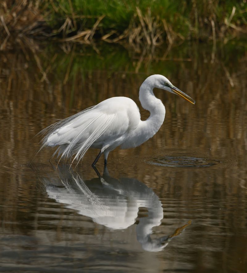 A Birding Hotspot On The Atlantic Flyway
