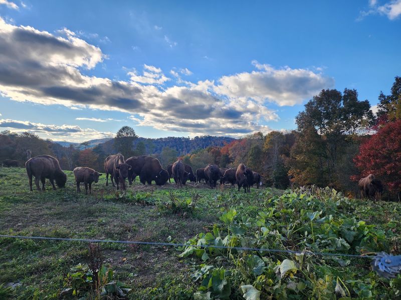 A Bison Farm Tucked in the Preston County Hills