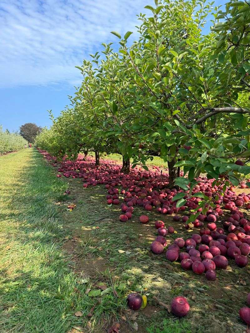 A Century Of Roots Planted In Monmouth County Soil A Century Of Roots Planted In Monmouth County Soil