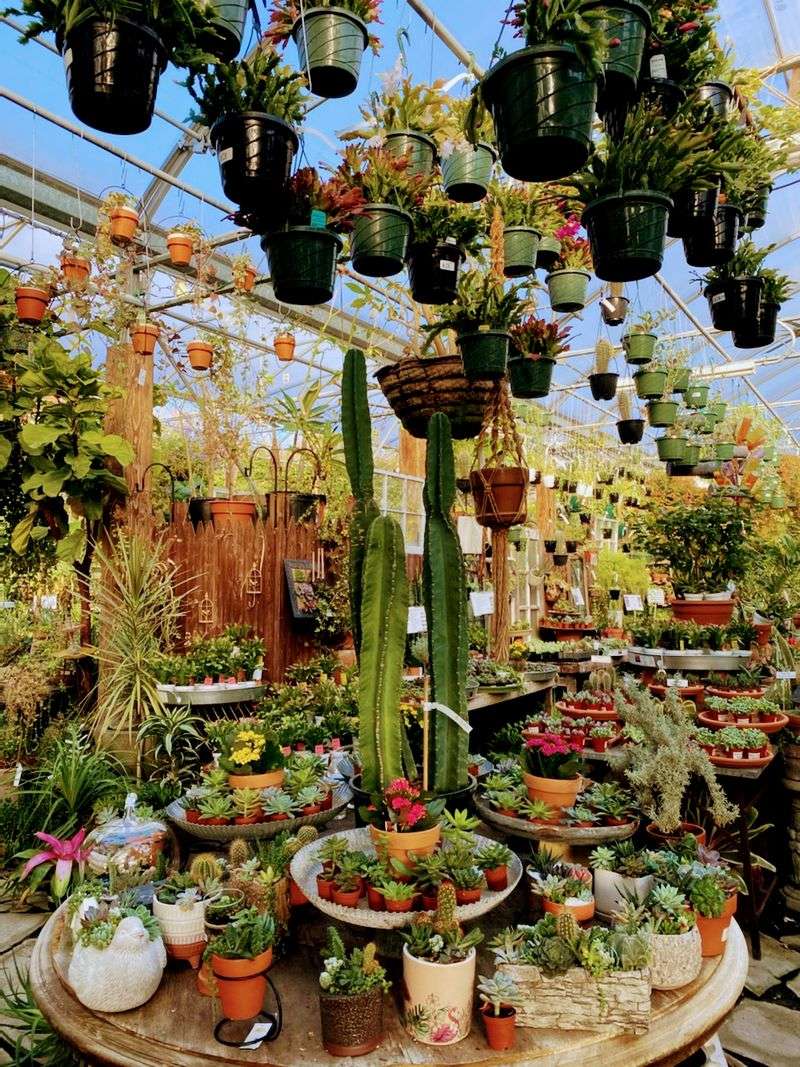 A Desert Corner Full Of Cacti And Succulents