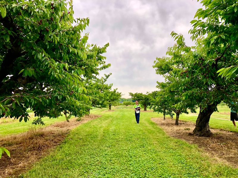 A Family Orchard Tucked Along Vermilion Road
