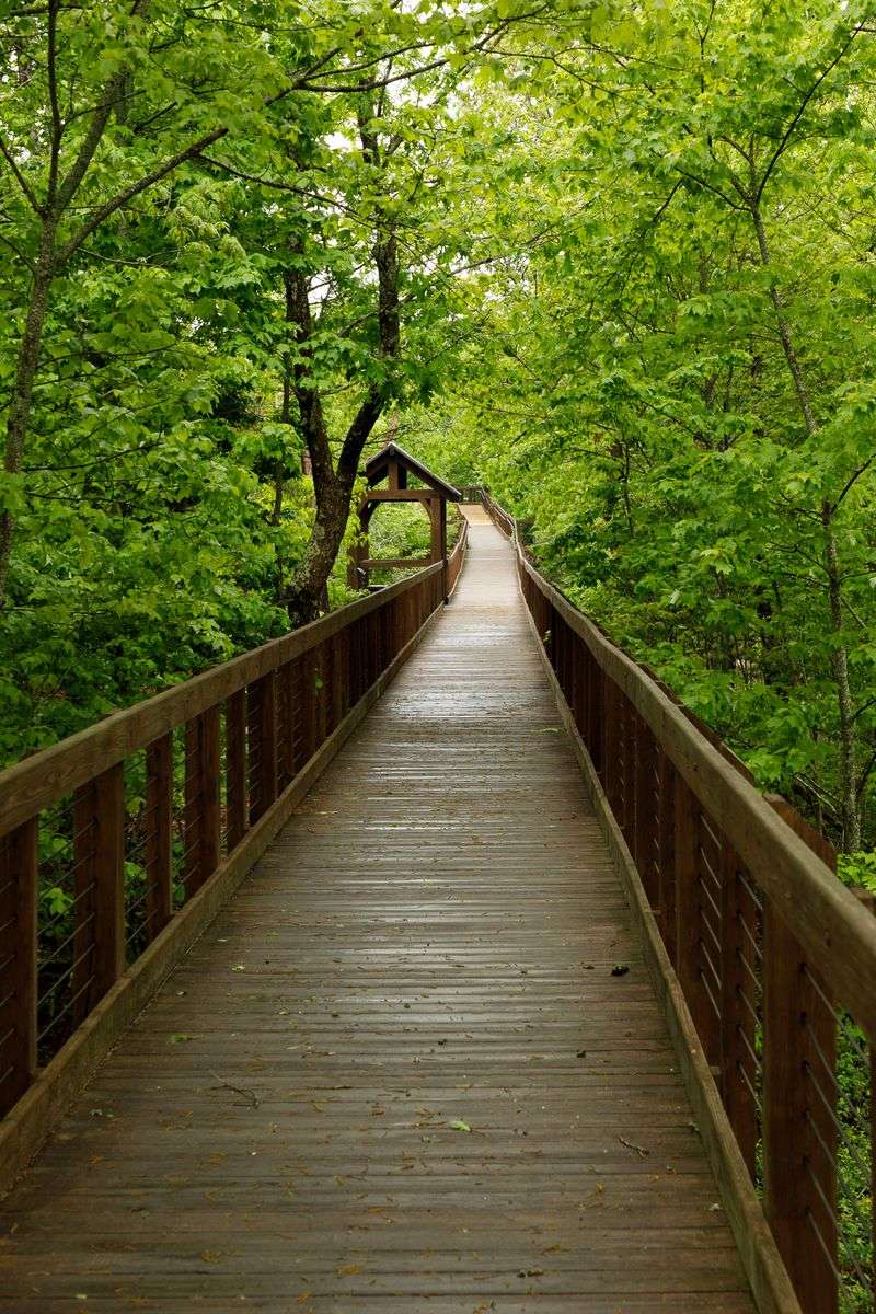 A Flat Wooden Path That Welcomes Absolutely Everyone A Flat Wooden Path That Welcomes Absolutely Everyone