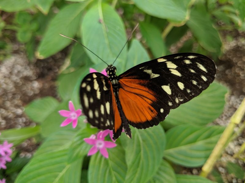 A Fluttering Corner of Wheeler Farms