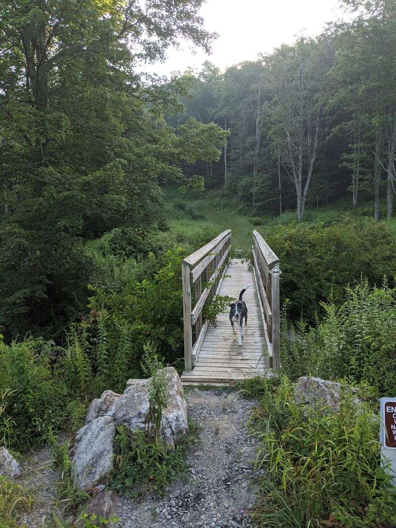 A Full-Day Loop Across Glade Run and Cabin Mountain