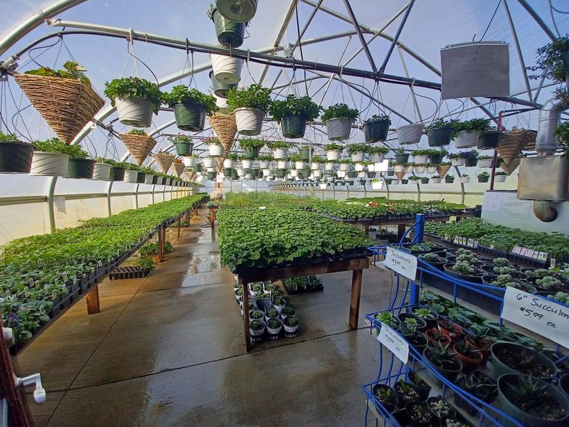 A Greenhouse Bursting With Flowers and Plants A Greenhouse Bursting With Flowers and Plants