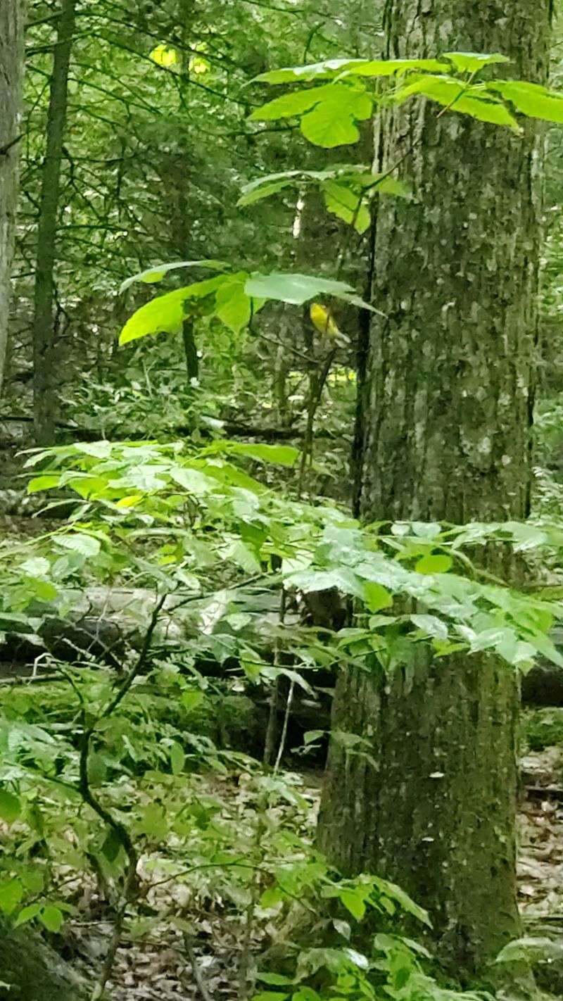 A Haven for Birds and Small Creatures A Haven for Birds and Small Creatures
