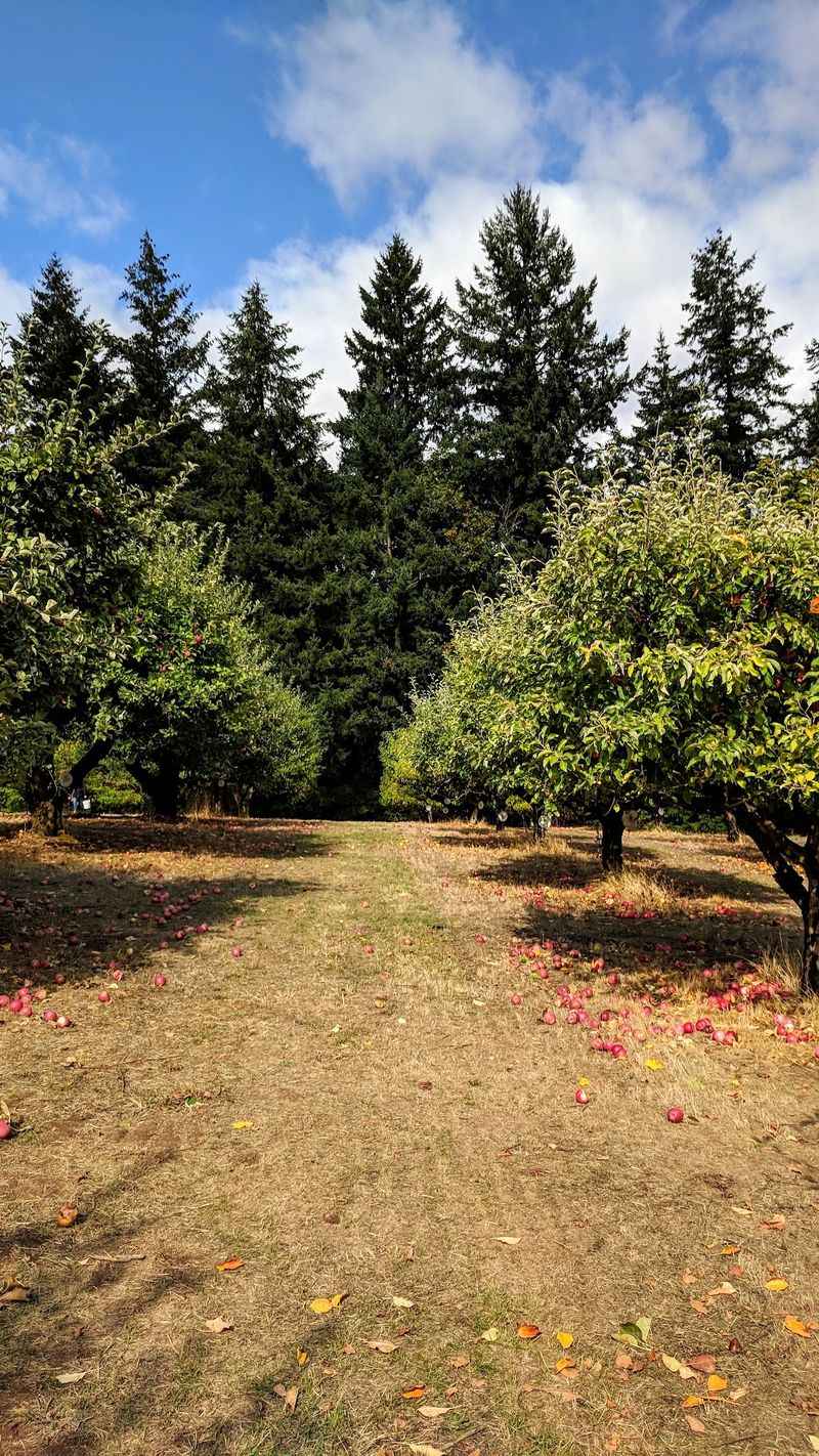 A Hillside Orchard Hiding Right Off Highway 99W A Hillside Orchard Hiding Right Off Highway 99W