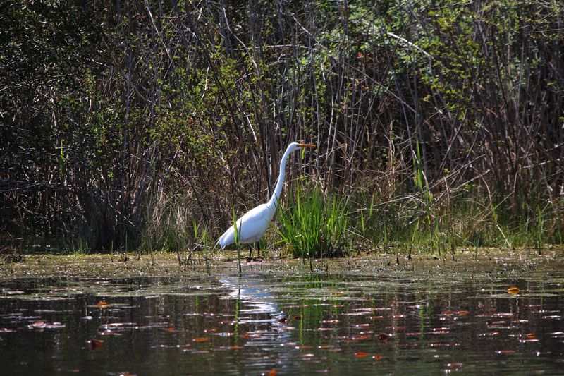 A Lakeside Hub Built Around Birds