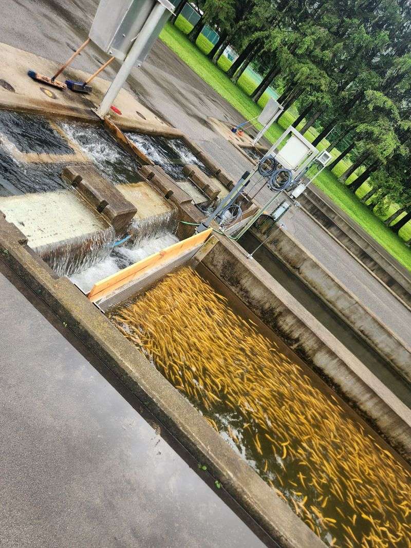 A Legacy Carved in Stone and Sustained by Springs