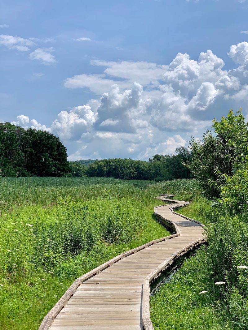 A Mile of Wood Over the Marsh A Mile of Wood Over the Marsh