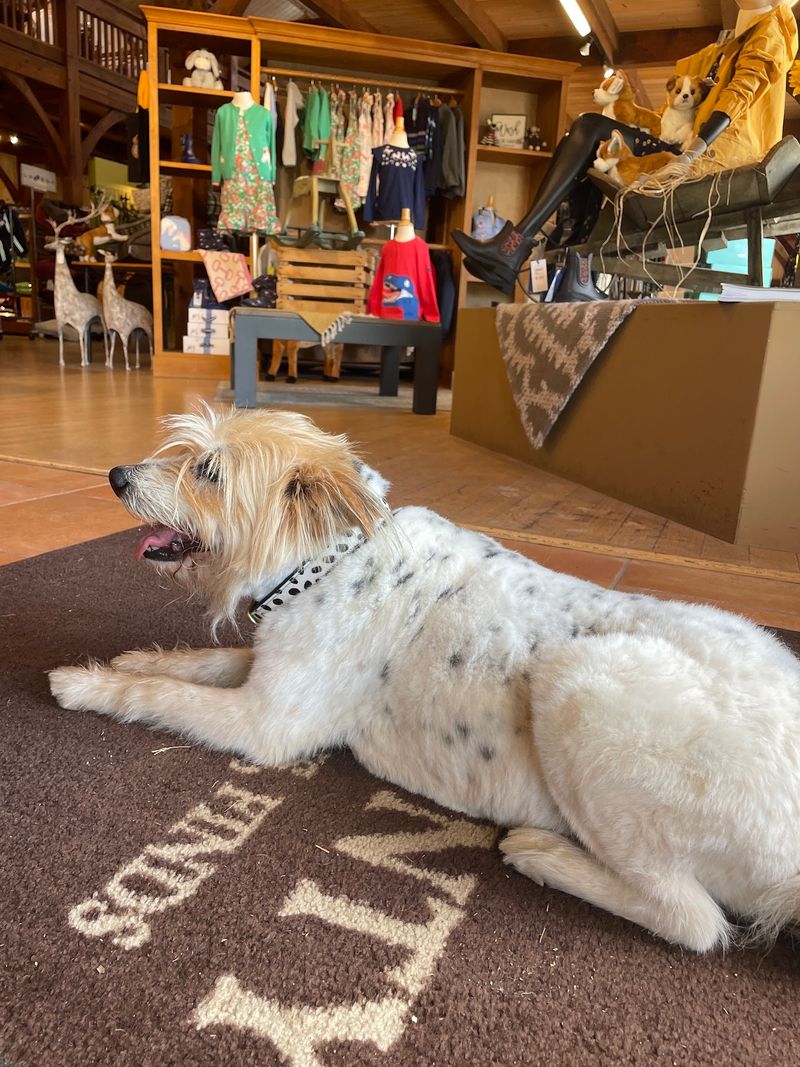 A Pet Section That Spoils Dogs and Cats Rotten A Pet Section That Spoils Dogs and Cats Rotten