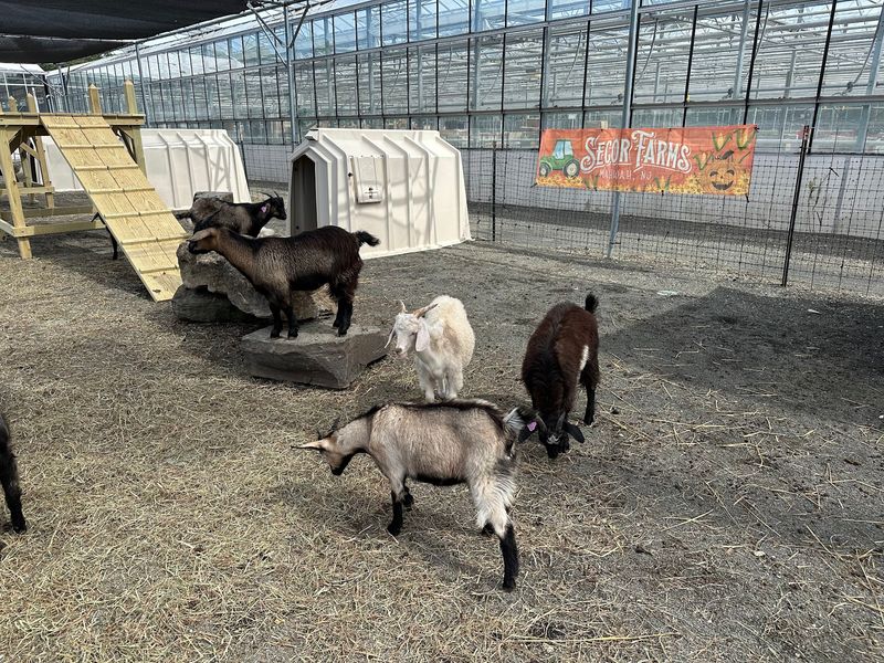A Petting Zoo Corner That Draws the Smallest Visitors First