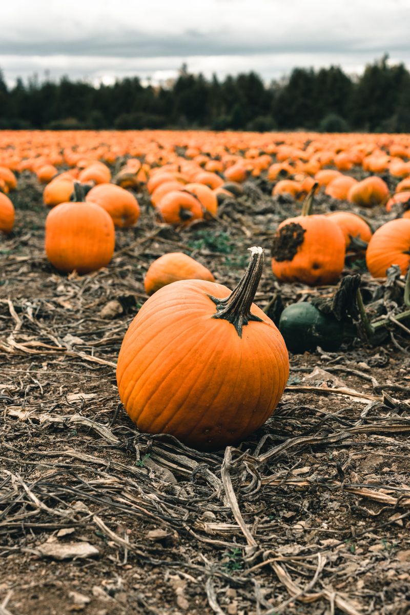 A Pumpkin Patch Big Enough To Be Picky In A Pumpkin Patch Big Enough To Be Picky In