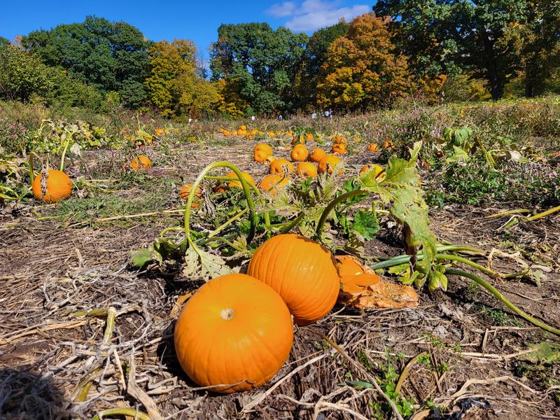 A Real Pumpkin Patch, Vines And All A Real Pumpkin Patch, Vines And All
