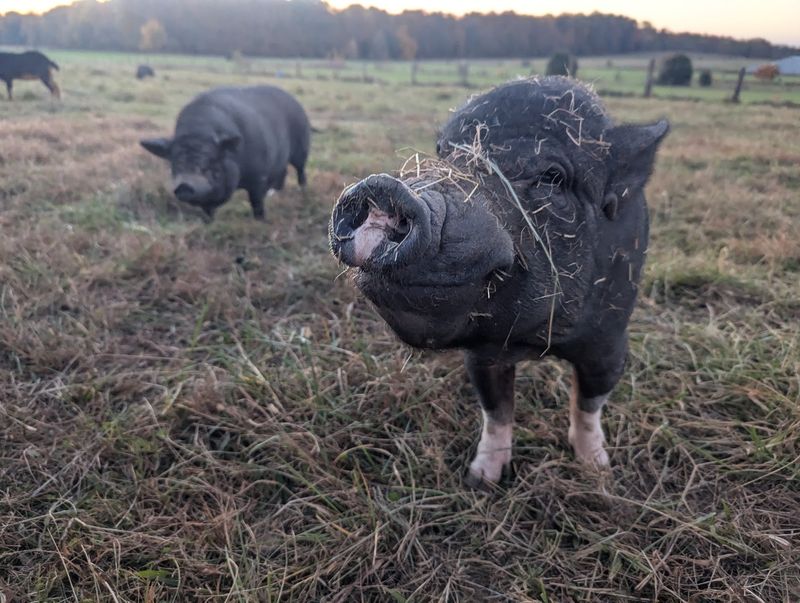 A Rescue Story That Started With Pot-Bellied Pigs