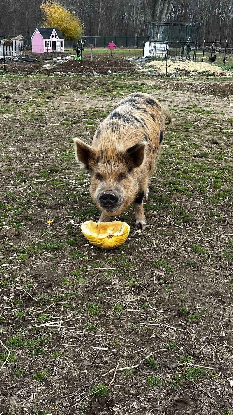 A Sanctuary Where Every Animal Gets To Stay Forever A Sanctuary Where Every Animal Gets To Stay Forever