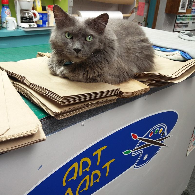 A Shop Cat Named Barcode Runs the Welcome Committee