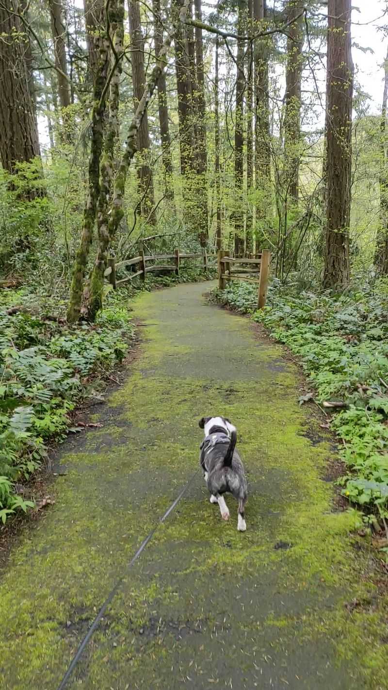 A Short Paved Path That Drops Into The Trees A Short Paved Path That Drops Into The Trees