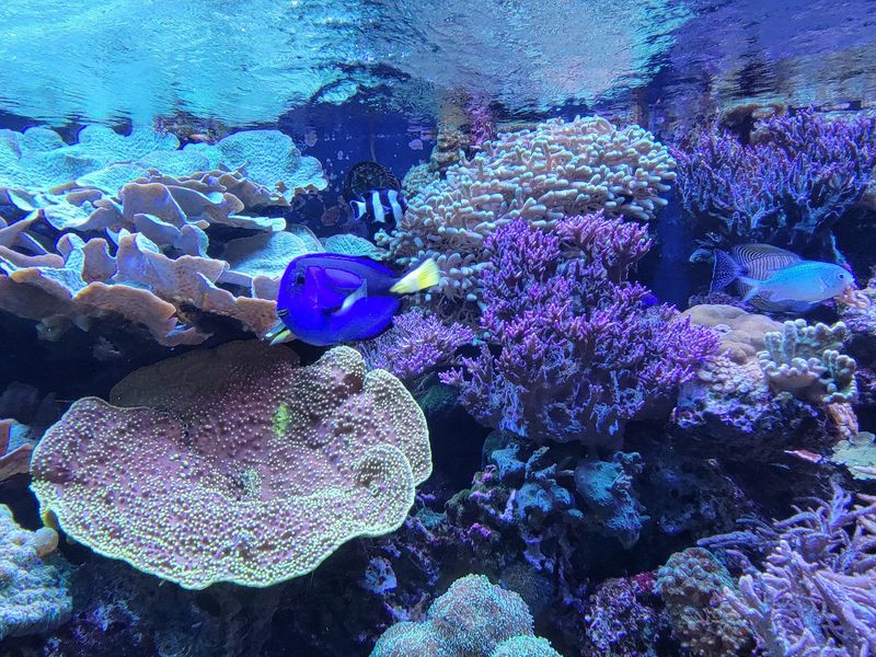 A Slice Of The Tropics In The Polynesian Reef