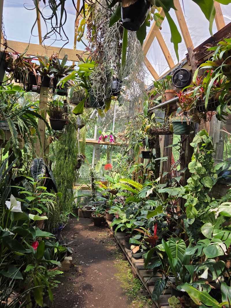 A Steamy Jungle Under Glass A Steamy Jungle Under Glass