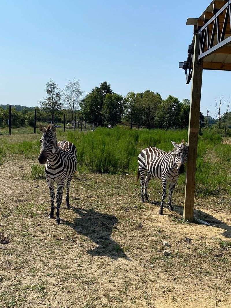 A Surprise Safari Tucked Into Hazel Green A Surprise Safari Tucked Into Hazel Green