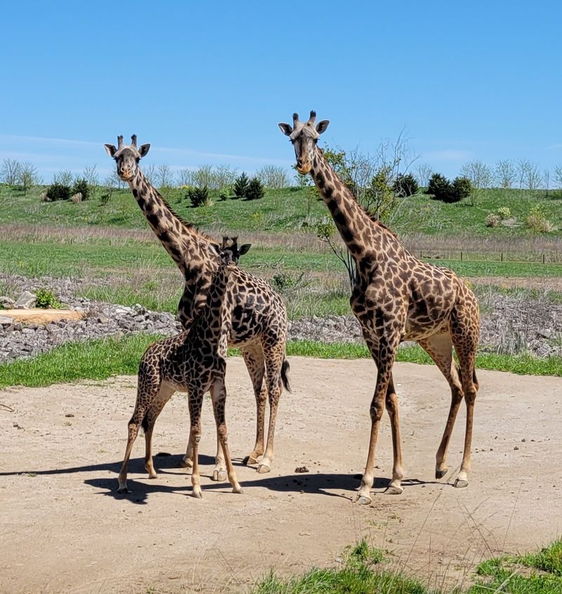 A Train Ride Alongside Giraffes A Train Ride Alongside Giraffes