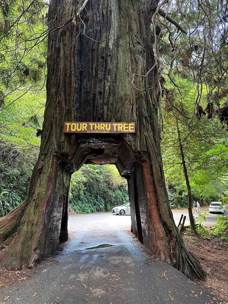 A Tunnel Carved by Chainsaw in 1976