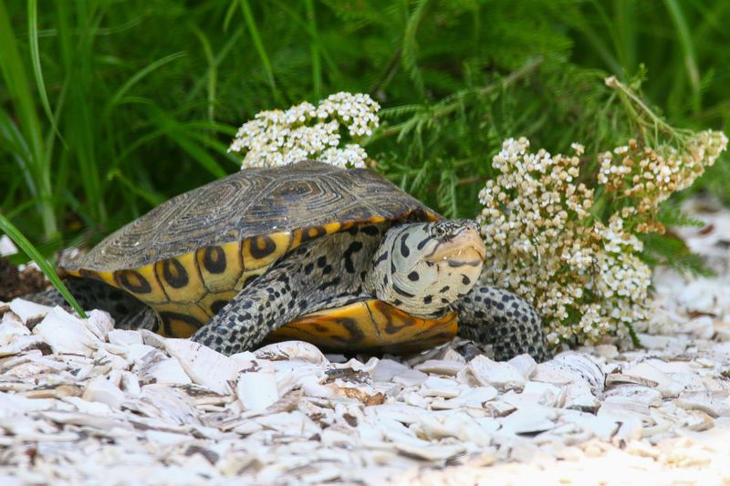 A Turtle With A Very Specific Address