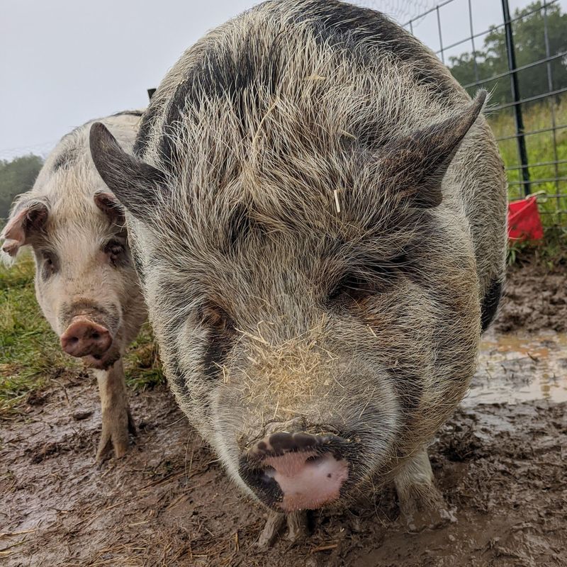 A Vital Part of Virginia's Small Farm Economy A Vital Part of Virginia's Small Farm Economy