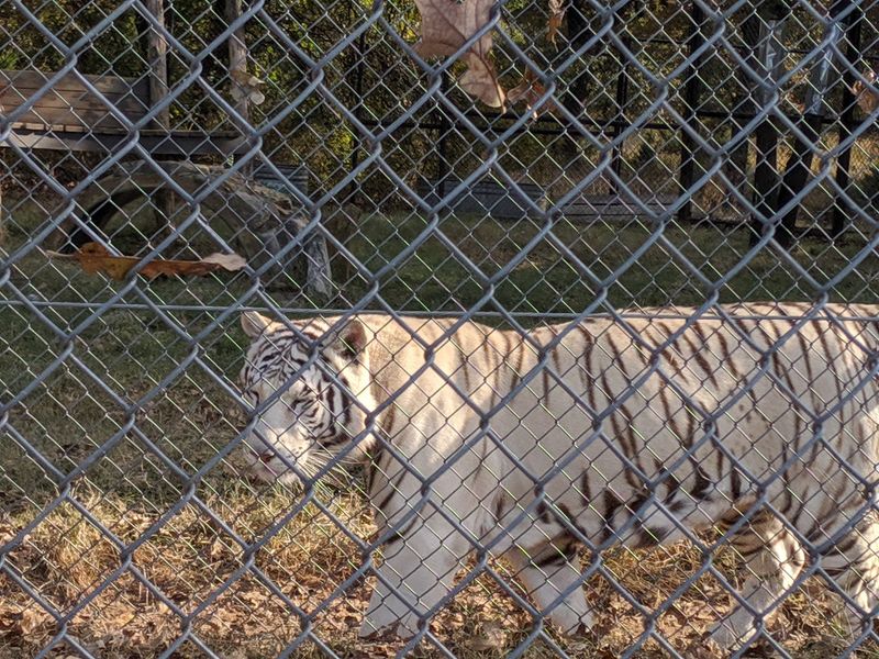 A White Tiger and Arctic Wolves