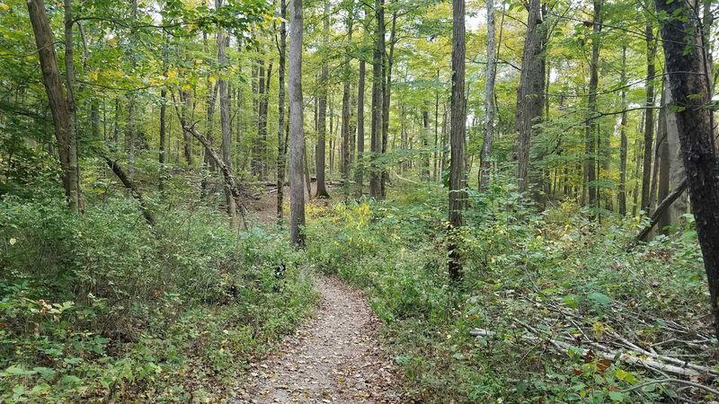 A Wooded Retreat Off Tealtown Road