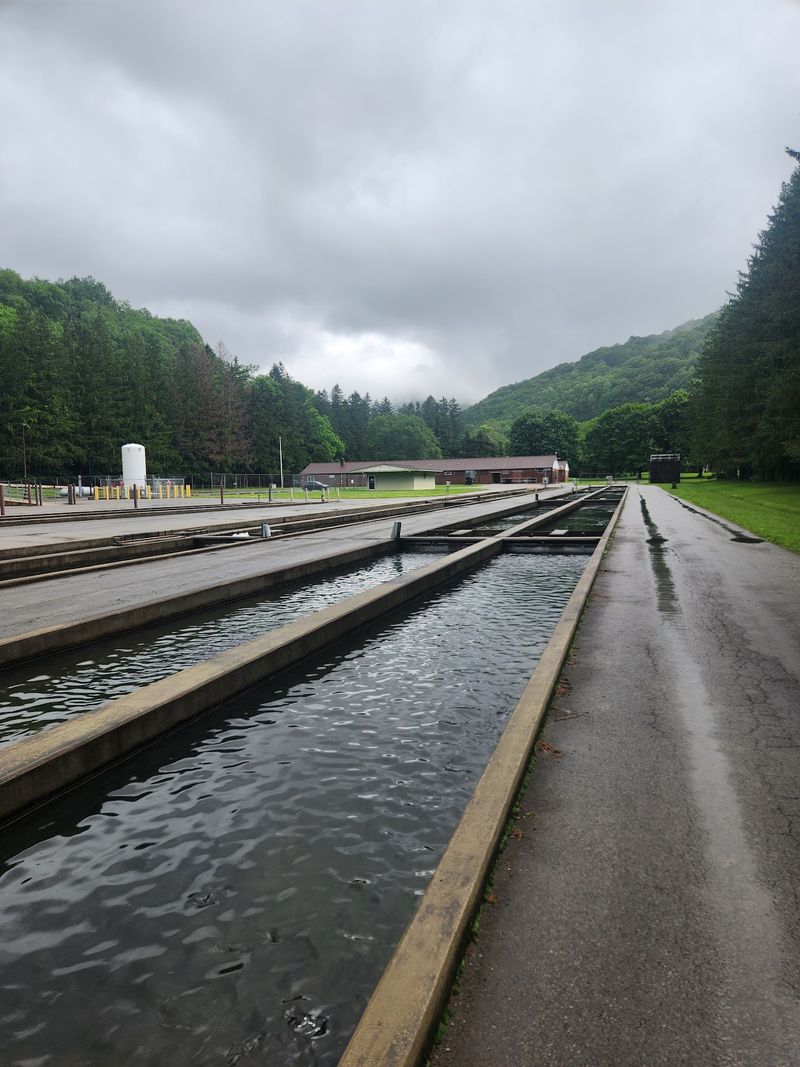 A Working Hatchery Hidden in the Elkins Hills