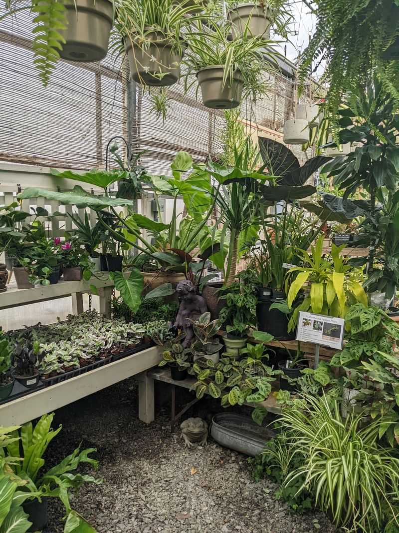 Air Plants, Driftwood And Hanging Displays