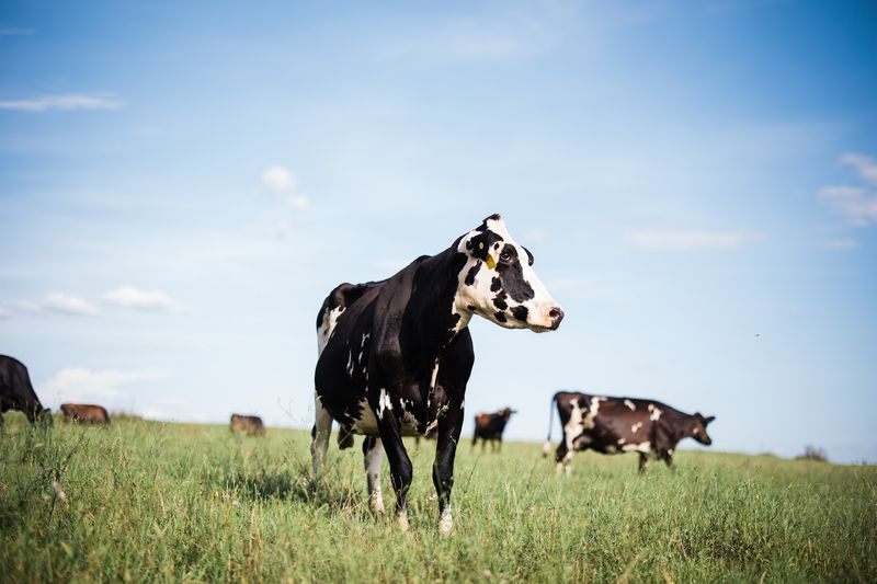 Alabama's Only Certified Organic Dairy Sits at the End of a Country Road Alabama's Only Certified Organic Dairy Sits at the End of a Country Road