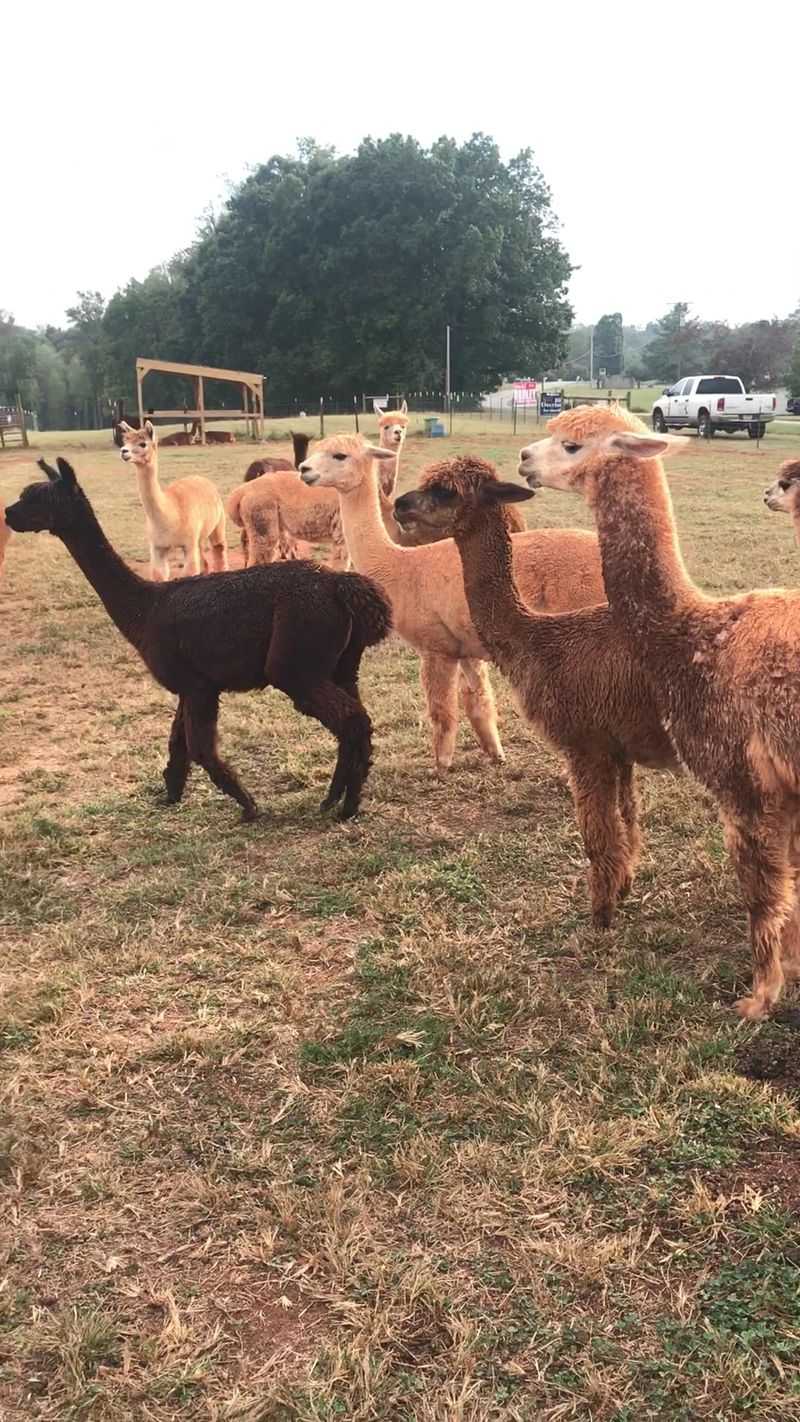 Alpacas Greet You Before You Even Park Alpacas Greet You Before You Even Park