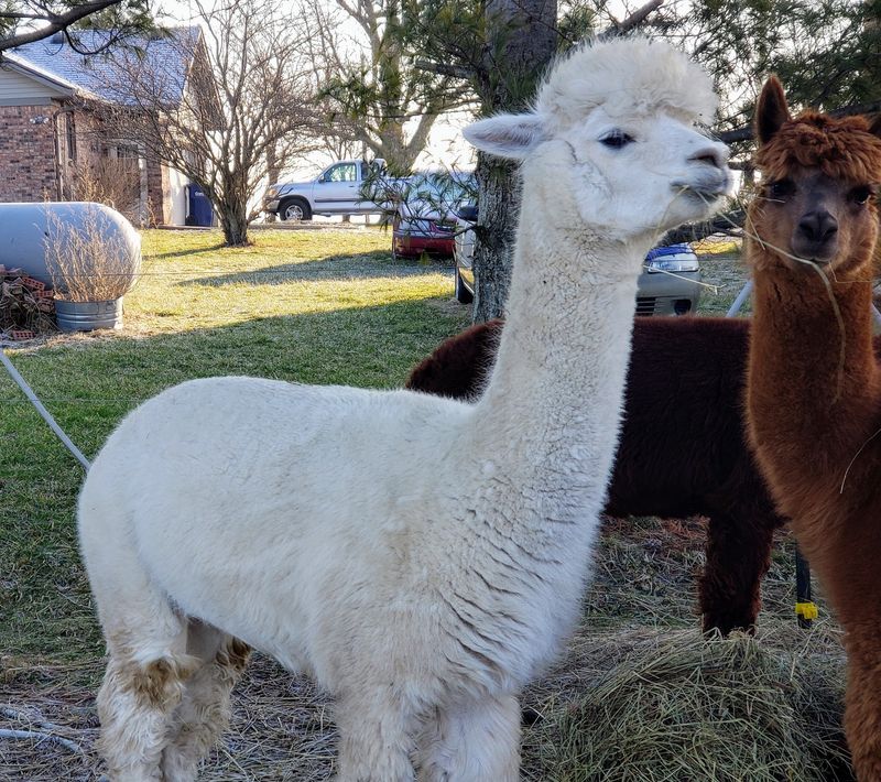 Alpacas With Excellent Manners and Curious Faces Alpacas With Excellent Manners and Curious Faces