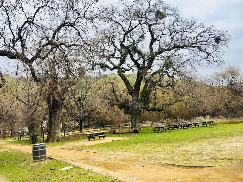 Ancient Oaks, Wandering Deer, and the Best Picnic Stop on I-5 Ancient Oaks, Wandering Deer, and the Best Picnic Stop on I-5