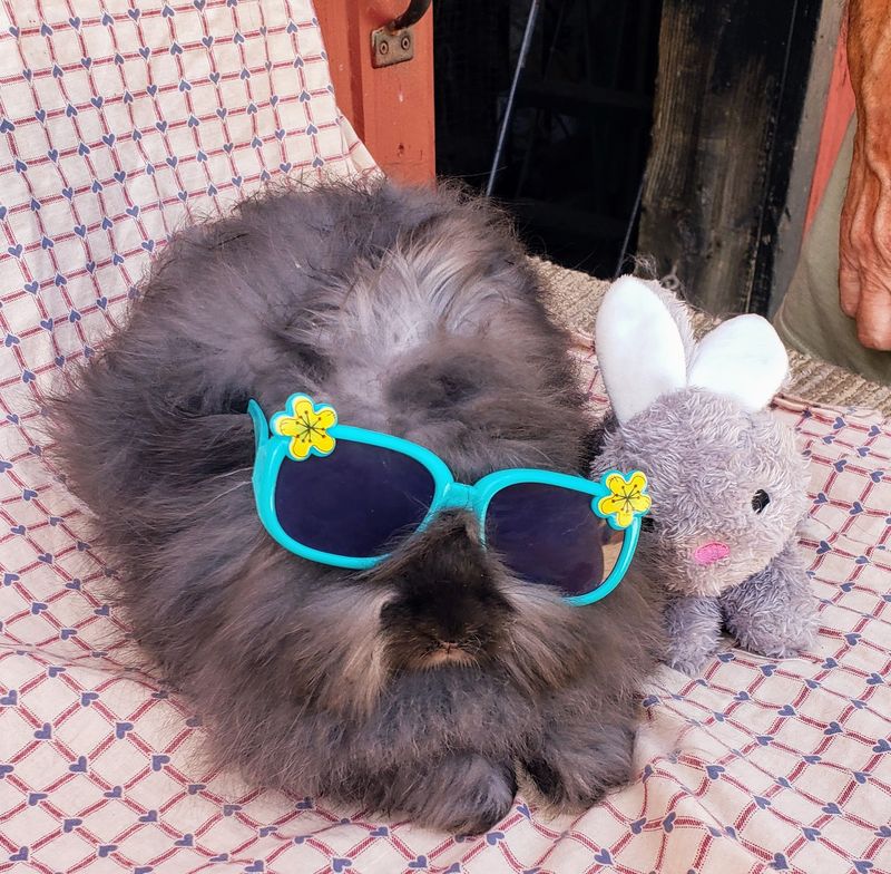 Angora Rabbits That Look Like Walking Clouds Angora Rabbits That Look Like Walking Clouds