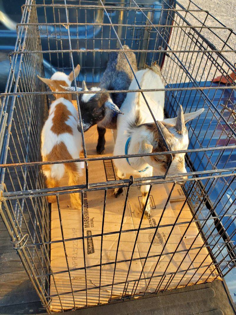 Animals Everywhere, From Laying Hens To Miniature Bull Calves Animals Everywhere, From Laying Hens To Miniature Bull Calves