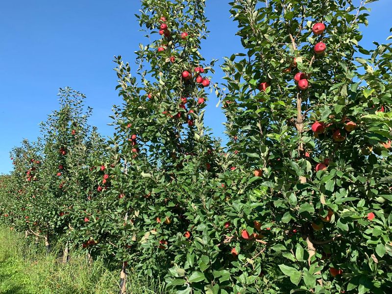 Apple Rows That Invite Slow Wandering Apple Rows That Invite Slow Wandering