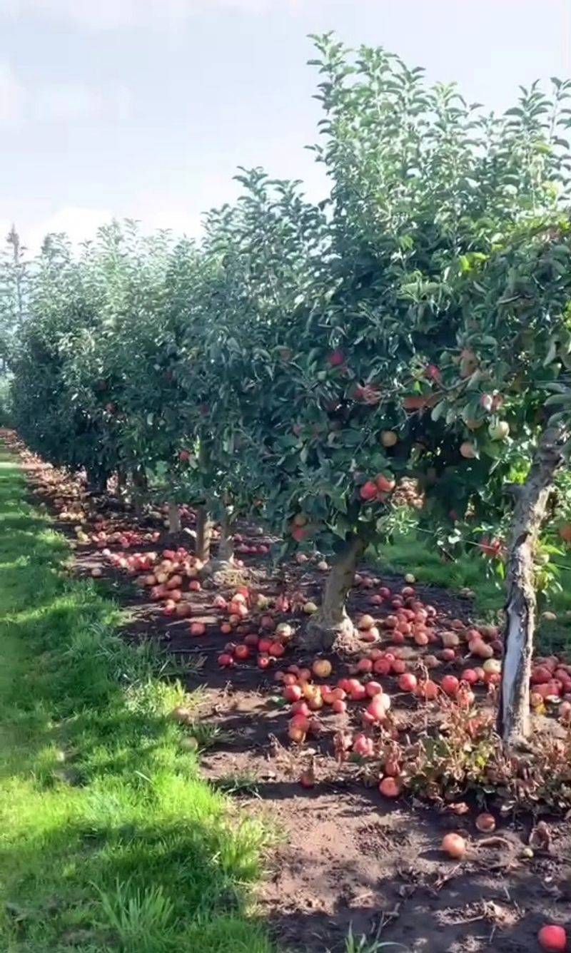 Apple Trees Built For Short Arms And Tired Shoulders Apple Trees Built For Short Arms And Tired Shoulders