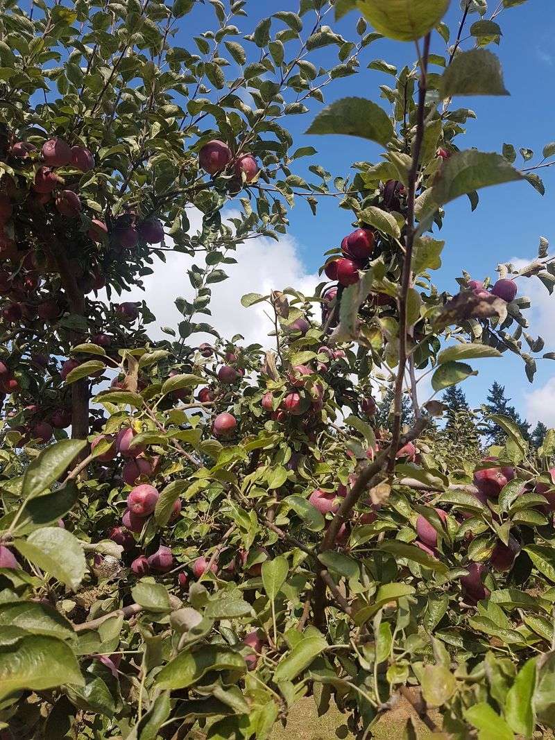 Apple Varieties You Will Not Recognize From the Grocery Store Apple Varieties You Will Not Recognize From the Grocery Store