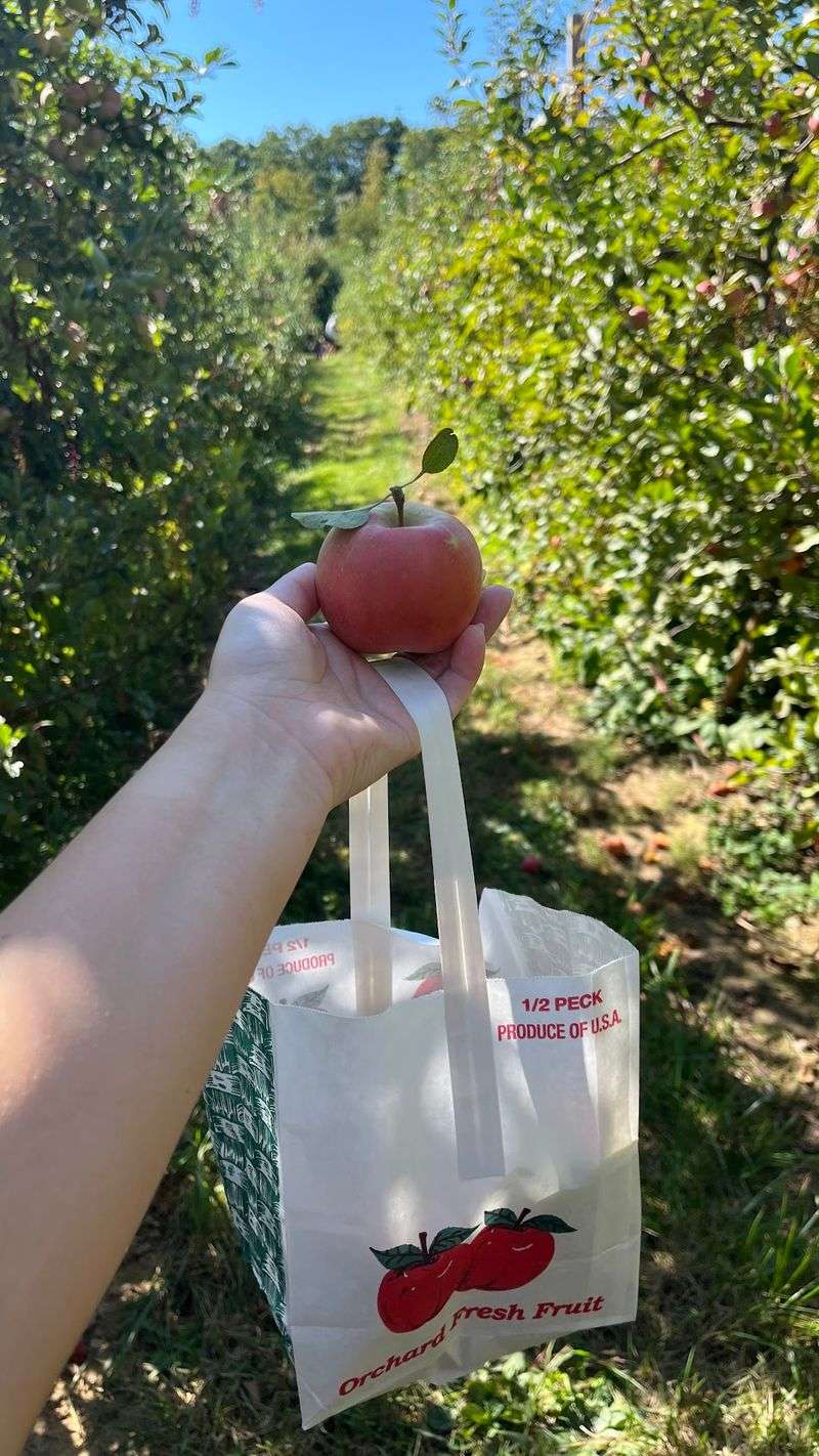 Apples That Ripen Slowly in Cool Mountain Air Apples That Ripen Slowly in Cool Mountain Air