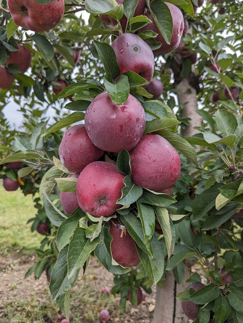 Arrowhead Orchard (Paris, OH)