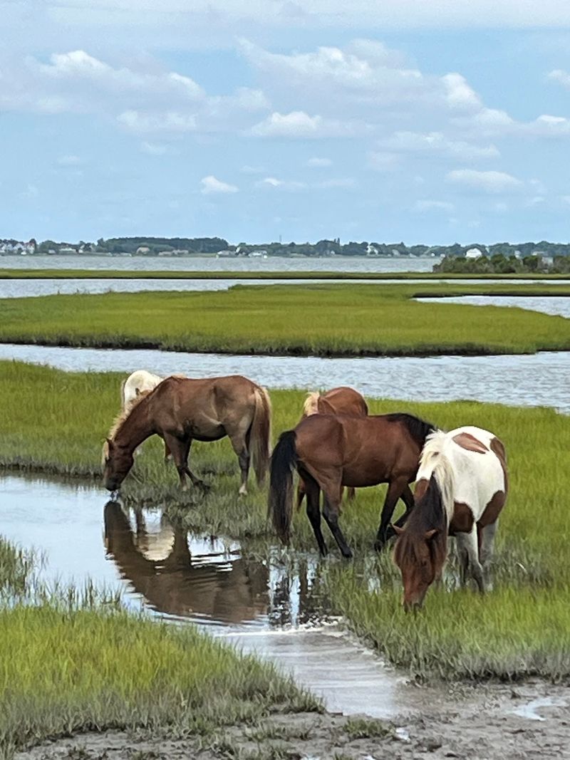 Assateague Island National Seashore Assateague Island National Seashore