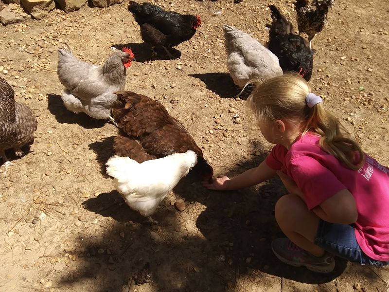 Aunt Judy Turned a Few Chickens Into All of This